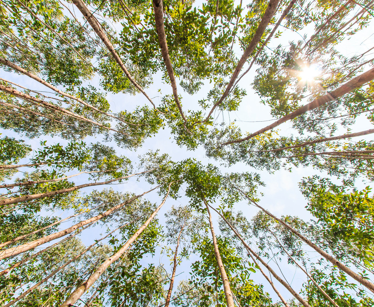 Eucalyptus forest