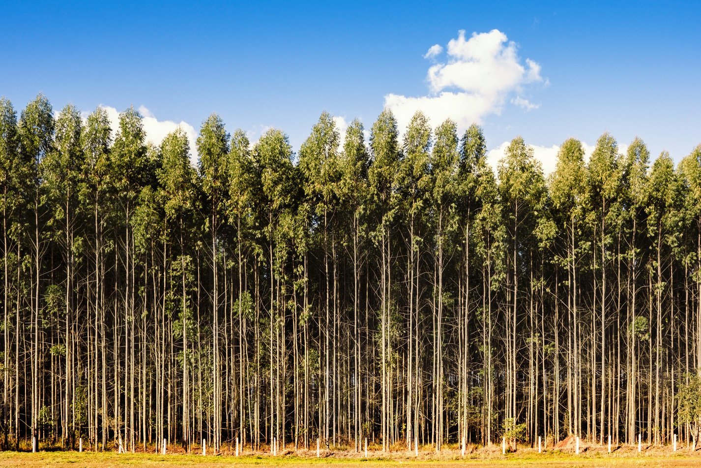 Eucalyptus plantation