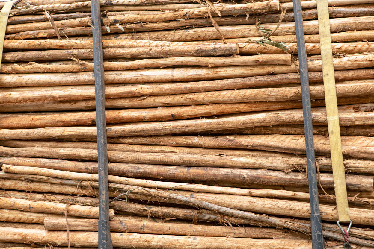 truck transporting eucalyptus logs